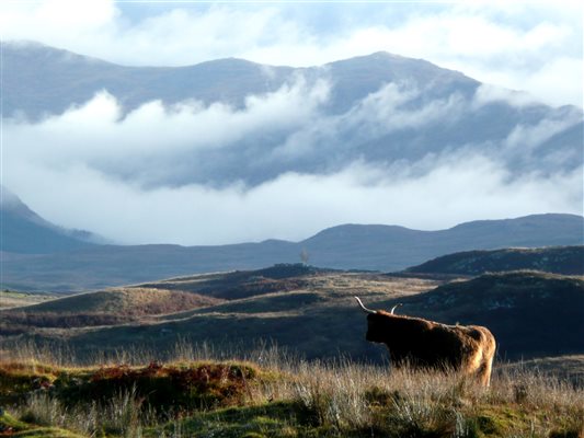 a highland cow on a misty hill